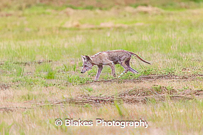 coyote (10)