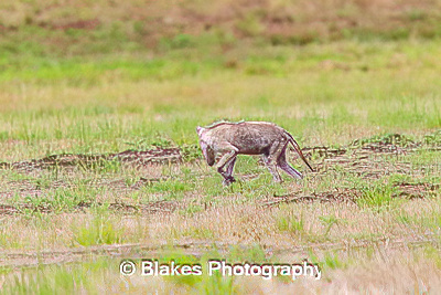 coyote (11)