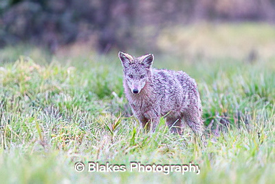 coyote (1)