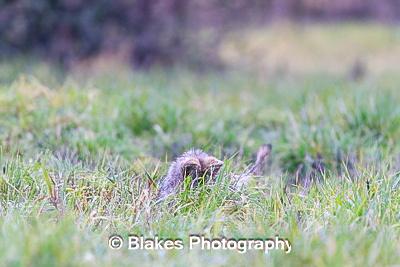 coyote (3)