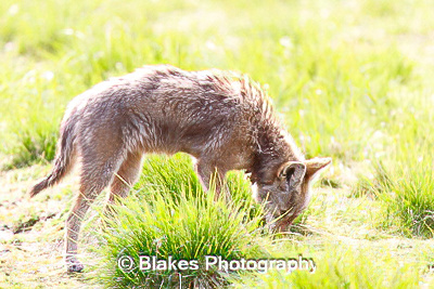 coyote (15)