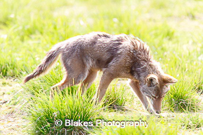 coyote (16)