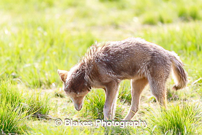 coyote (17)