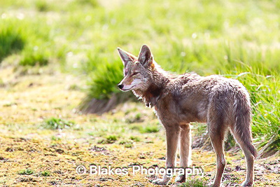 coyote (18)
