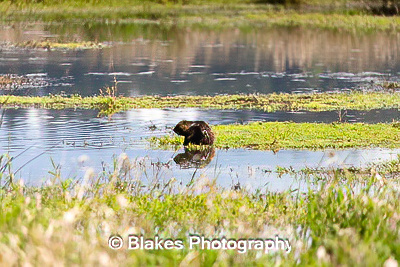 nutria (1)