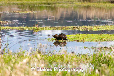 nutria (2)