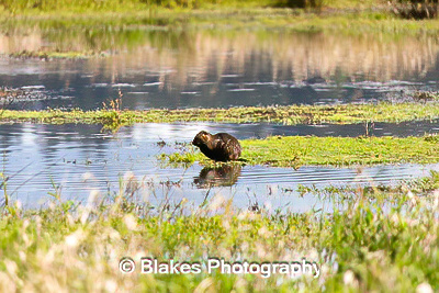 nutria (3)