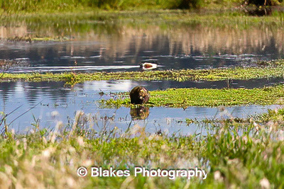 nutria (4)