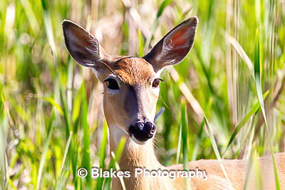 whitetail deer (1)