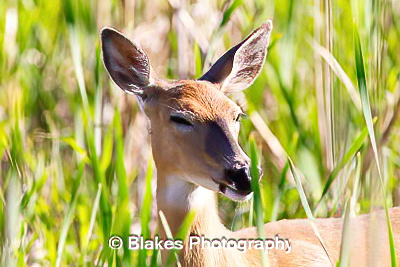 whitetail deer (2)