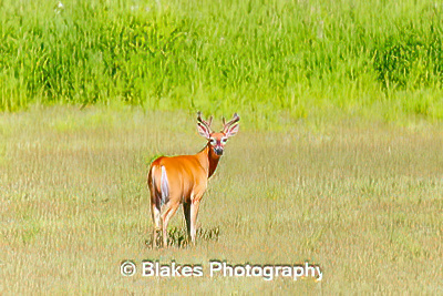 whitetail deer (4)