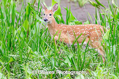 whitetail deer (6)