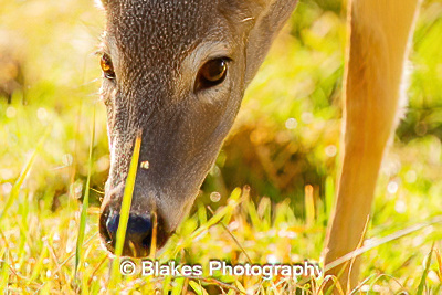 whitetail deer (7)