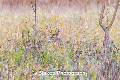 whitetail deer (9)