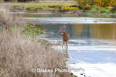 whitetail deer (10)