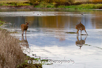whitetail deer (12)