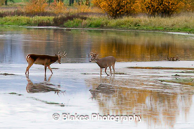 whitetail deer (14)