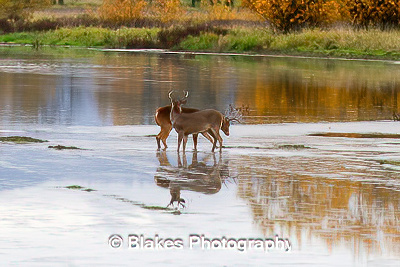 whitetail deer (15)