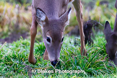 whitetail deer (19)