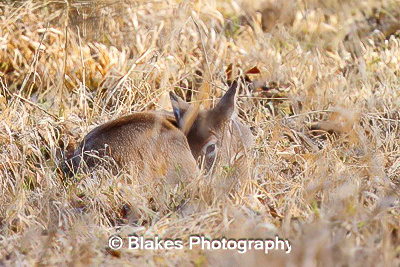 whitetail deer (21)
