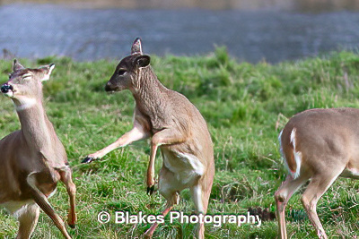 whitetail deer (24)