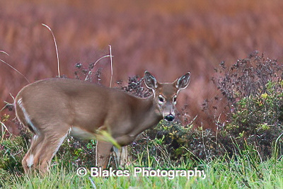 whitetail deer (28)